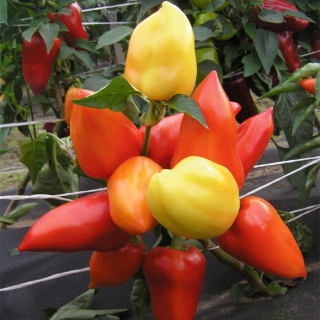Перец Болгарский букет