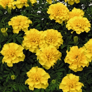 Бархатцы Брокада Желтая