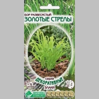 Бор Золотые стрелы (развесистый)