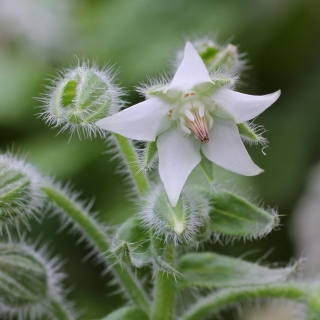 Бораго Жемчужина