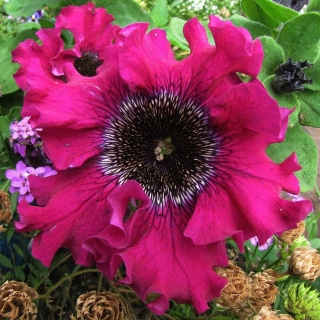 Петуния превосходнейшая Бордовая