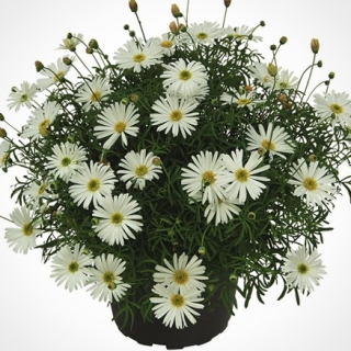 Брахикома Ева белая