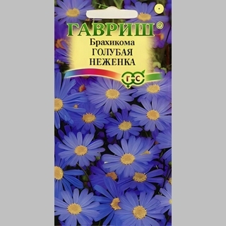 Брахикома Голубая неженка