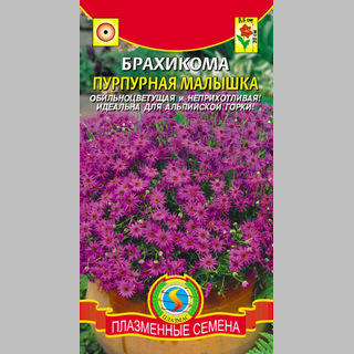 Брахикома Пурпурная малышка