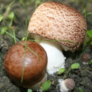 Грибы - Шампиньон Бразильский на зерновом субстрате 15мл (большой пакет)