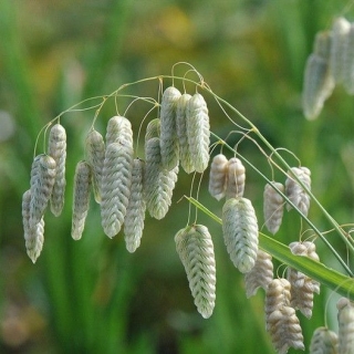 Бриза Кукушкины слёзы