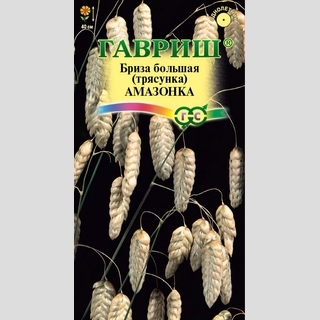 Бриза Амазонка большая (трясунка)