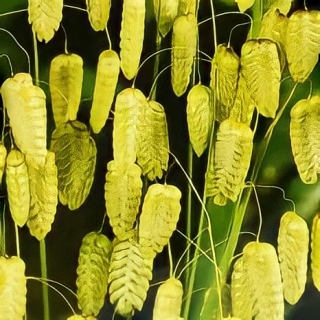 Бриза Жемчужная трава