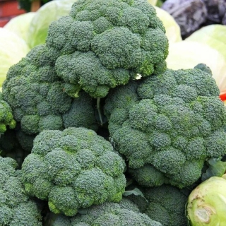 Капуста Лорд F1 (брокколи)