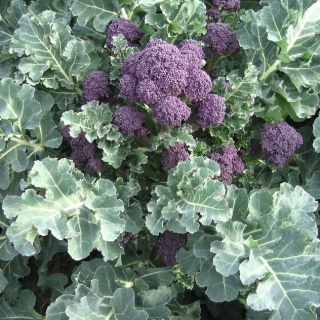 Капуста Санти F1 брокколи Спаржевая