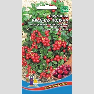 Брусника Красная Поляна