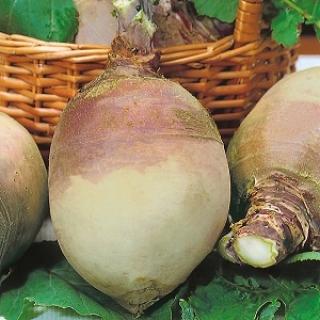 Брюква Новгородская