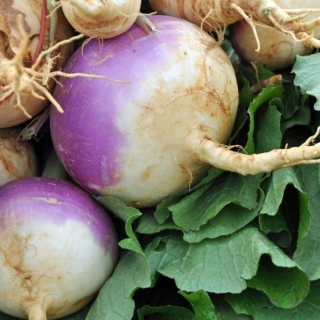 Брюква Сахарная голова