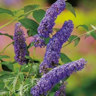 Буддлея Фиолетово-голубая