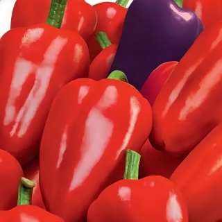 Перец Бухарест