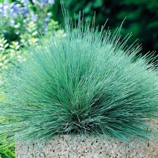 Булавоносец Колючий Голубой