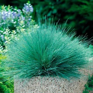 Булавоносец Спайки Блю (седоватый)