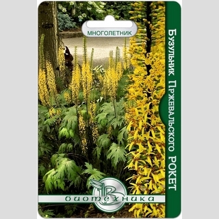 Бузульник Рокет (Пржевальского)