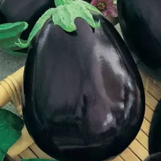 Баклажан Бычий лоб