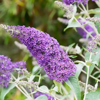 Буддлея Райский сад