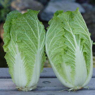 Капуста Харбин пекинская