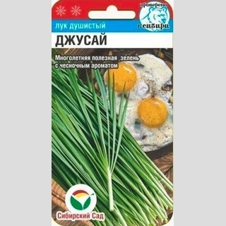 Лук Джусай душистый