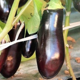 Баклажан Икорный