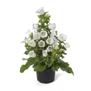 Колокольчик Эппил F1 Белый