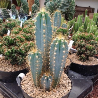 Цереус Санта-Фе (Форбса)