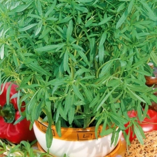 Чабер Ароматный