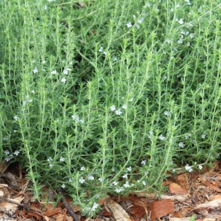 Чабер Пикник огородный