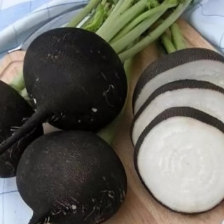 Редька Чернавка