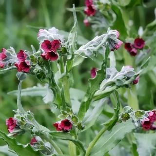 Чернокорень Лекарственный