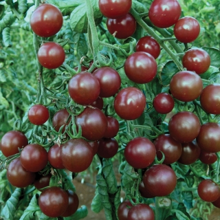 Томат Черный Черри (Blaсk Cherry)