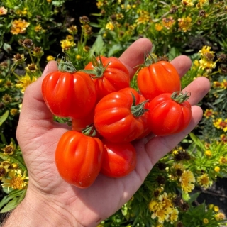 Томат Черри аккордеон