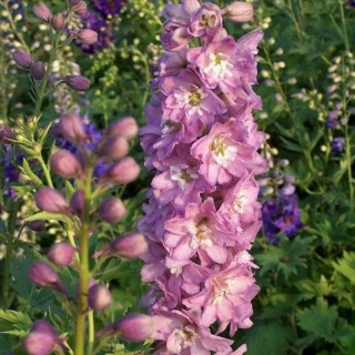 Дельфиниум Мэджик Фонтэйнс Черри Блоссом Вайт Би (Семена Профи)