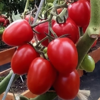 Томат Черри Вера F1