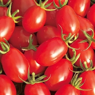 Томат Черрипальчики F1