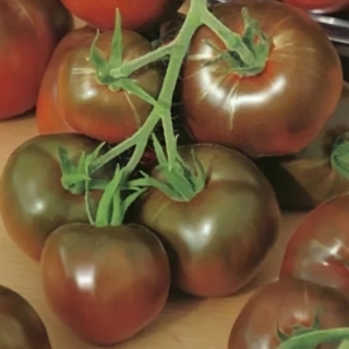 Томат Черный кот F1