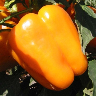 Перец Оранжевое чудо F1