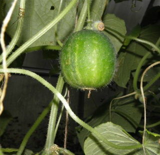 Огурец Чупа-Щупс F1