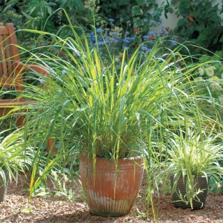 Лимонная трава Цитронелла (челнобородник лимонный)