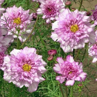 Космея Махровая кнопка Двуцветная