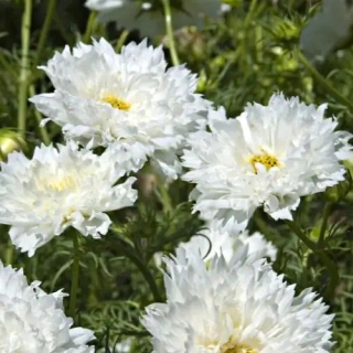 Космея Махровая кнопка Белая