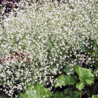 Катран Аккорд (степной)