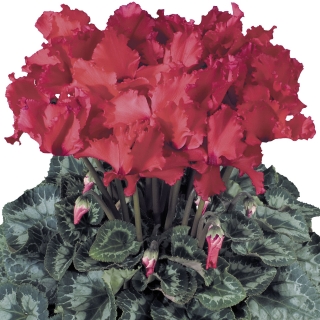 Цикламен Восторг красный F1