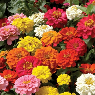 Цинния Ярмарка цветов смесь