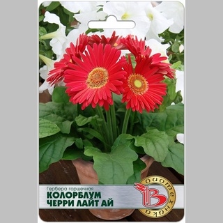 Гербера Колорблум Черри Лайт Ай