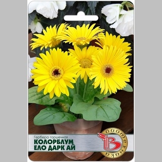Гербера Колорблум Ело Дарк Ай
