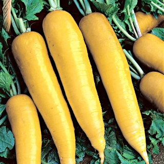 Дайкон Лисий хвост